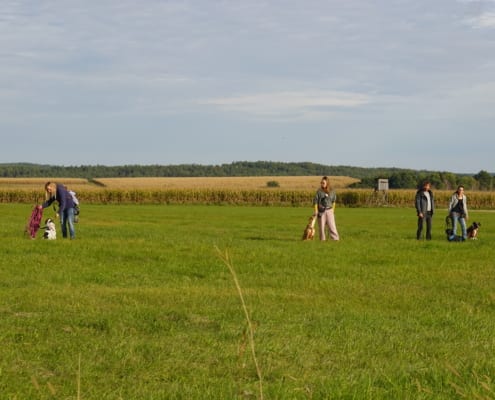 Hundeschule Willenskraft Weiz