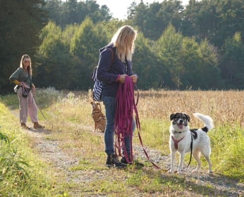 Daniela Mild Hund Josy