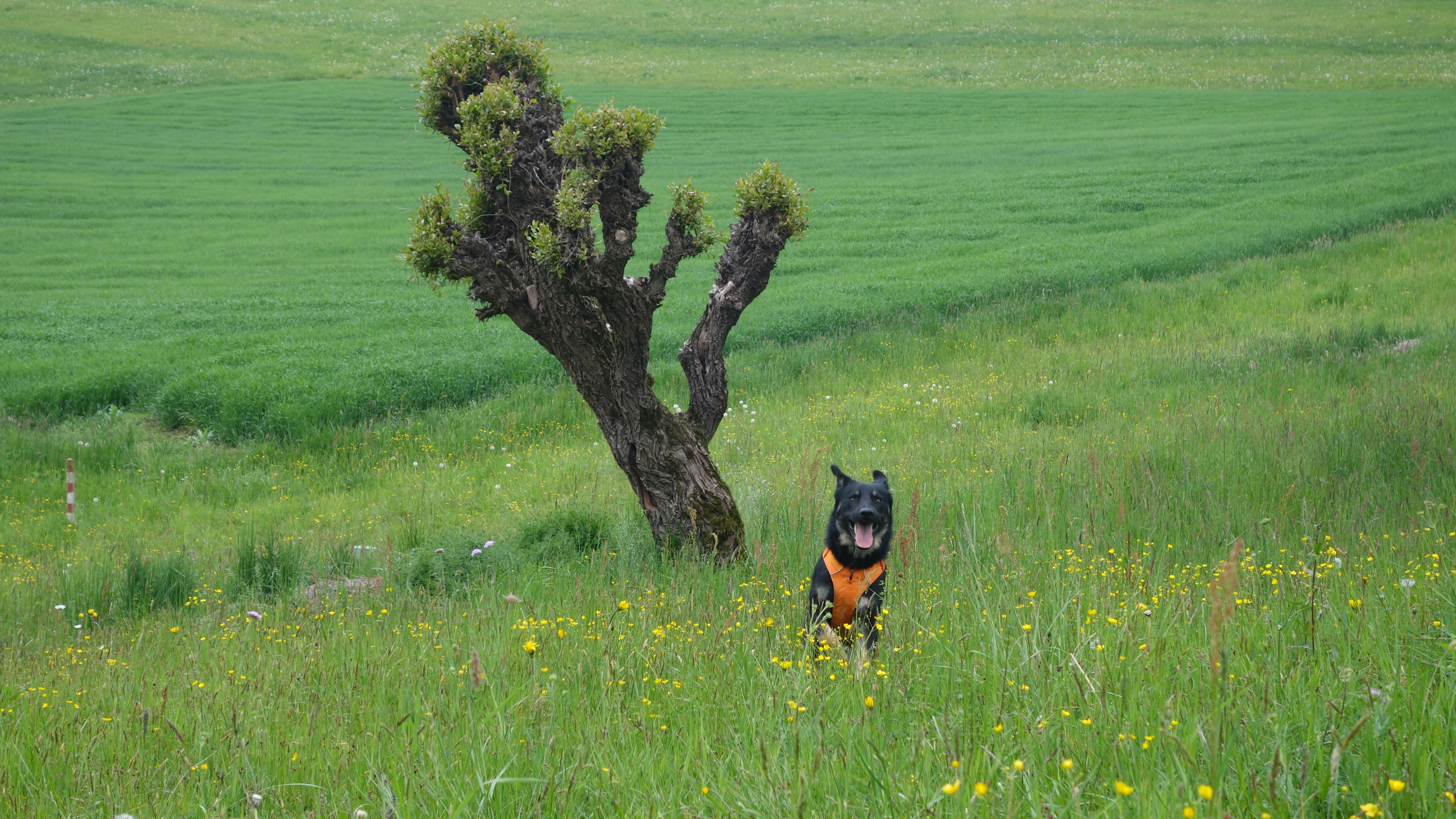 Hund in voller Bewegung – Hundeschule Willenskraft
