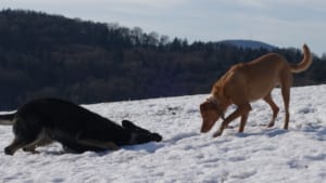 Viola und Khali spielen