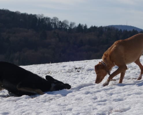 Viola und Khali spielen