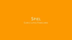 Spiel Hund