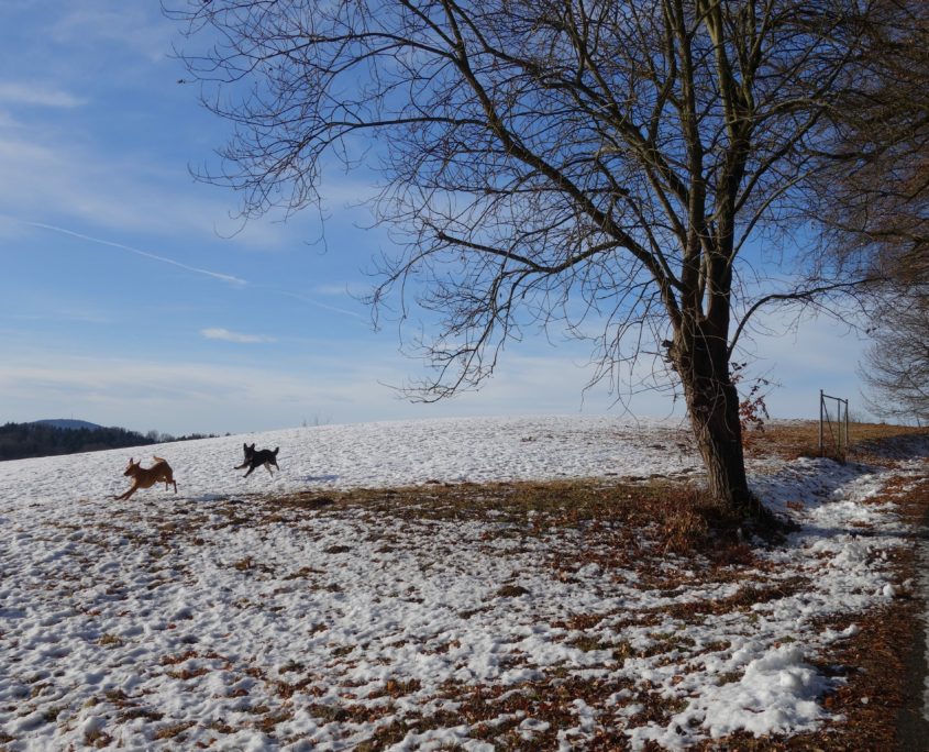 Hunde Spielen