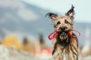 Angebot Hundeschule Willenskraft