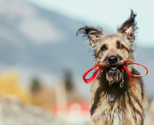Angebot Hundeschule Willenskraft