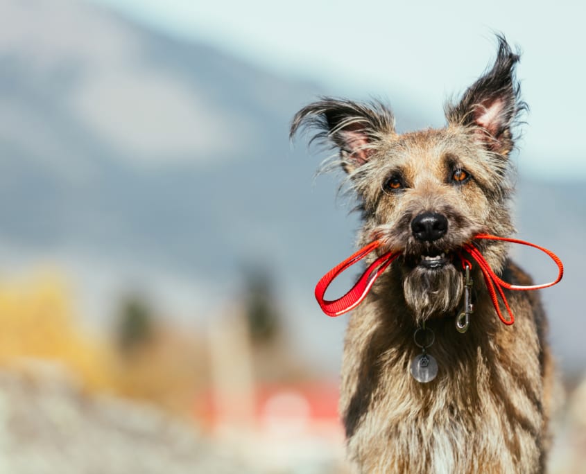 Hundeschule Willenskraft