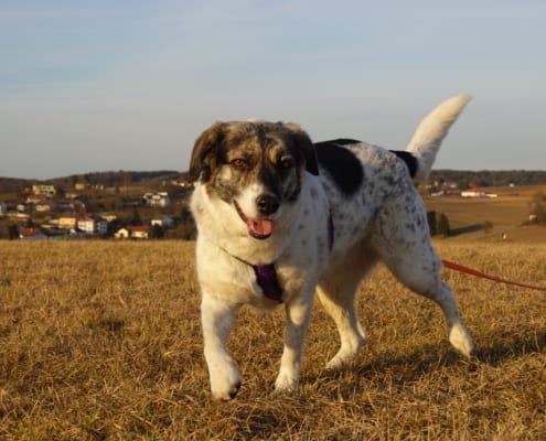 Tierschutzhund