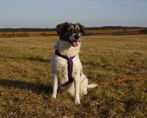 Hundeschule Thermenland