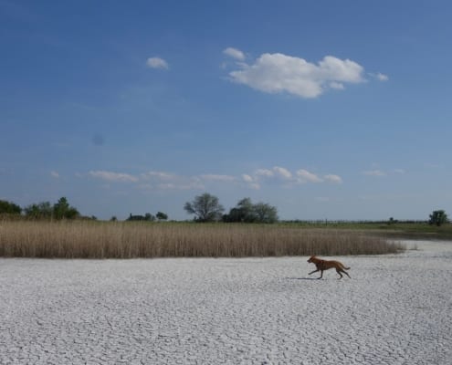 Willenskraft Hundetrainer Ausbildung