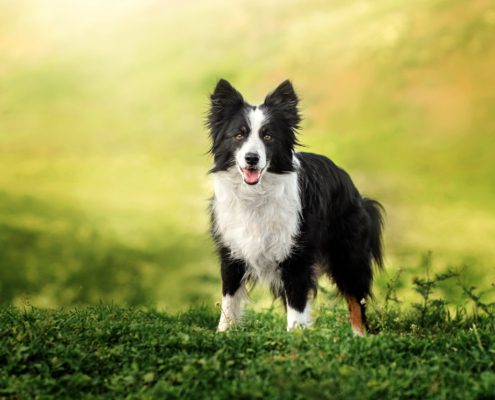 Hundeschule Bezirk Bruck an der Leitha