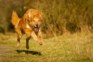 Hundeschule Willenskraft Südsteiermark