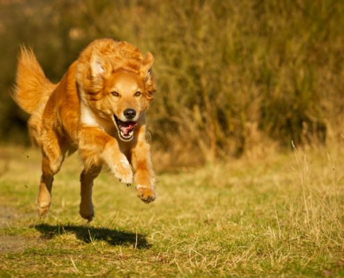 Hundeschule Willenskraft Südsteiermark