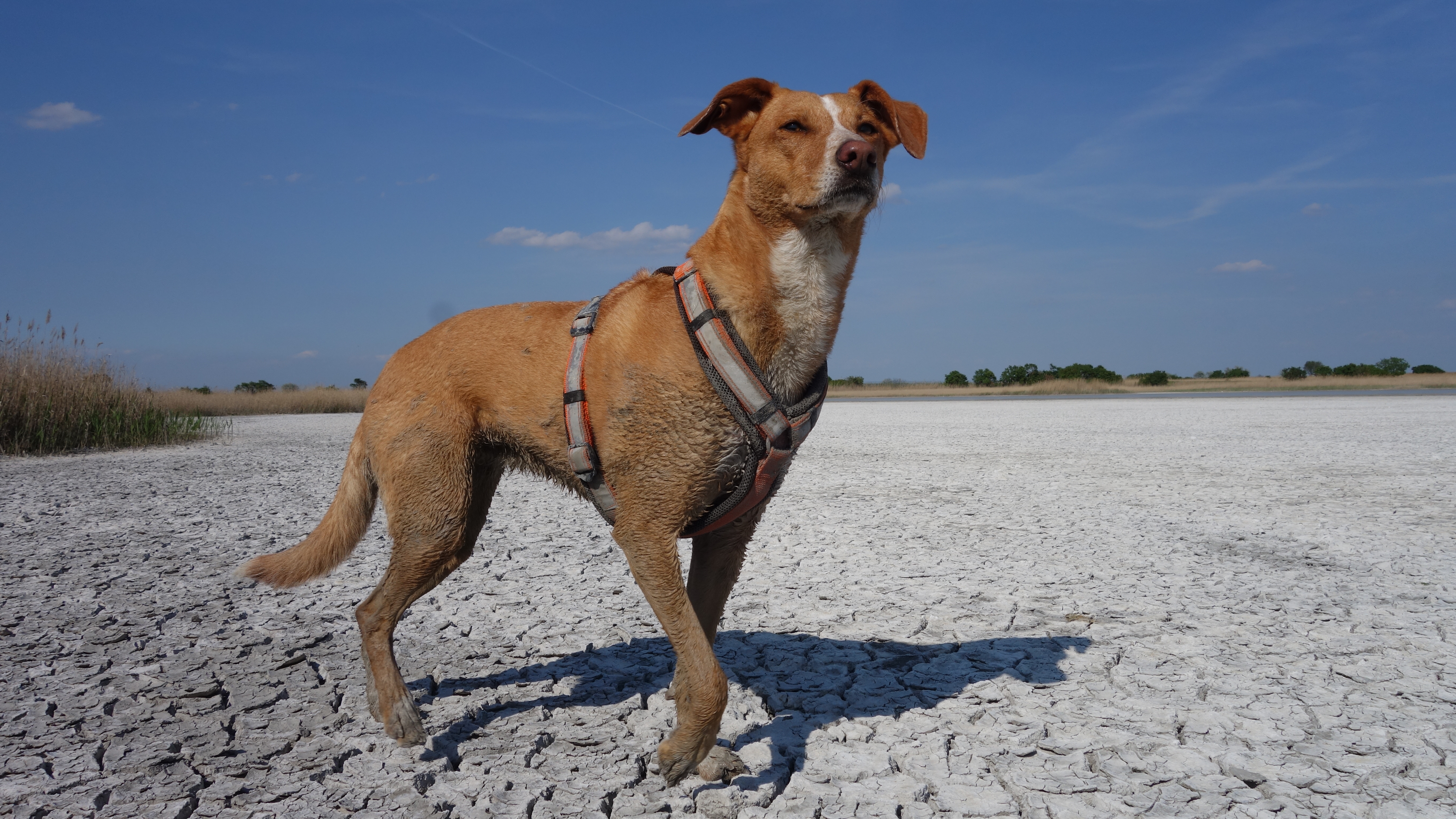 Podenco-Mix Viola beim Training – Hundeschule Willenskraft
