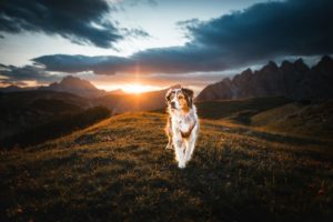 Hundeschule Willenskraft Südsteiermark