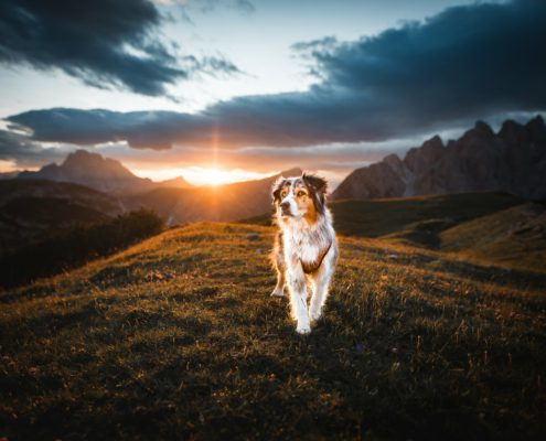 Hundeschule Willenskraft Südsteiermark