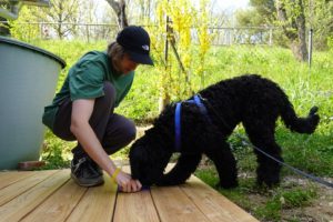 Hundeschule Willenskraft Südsteiermark