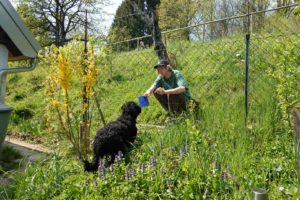 Hundeschule Willenskraft