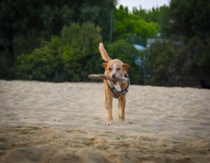 Hundeschule Willenskraft