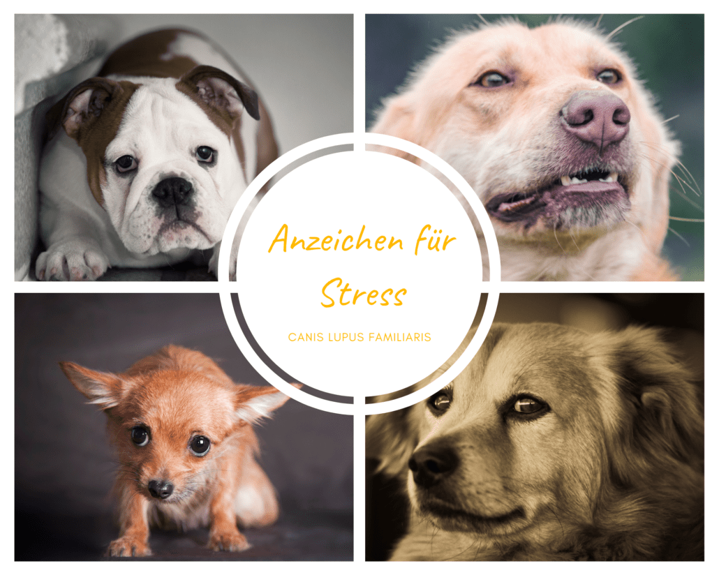 stress-bei-hunden-erkennen-willenskraft-hundeschule