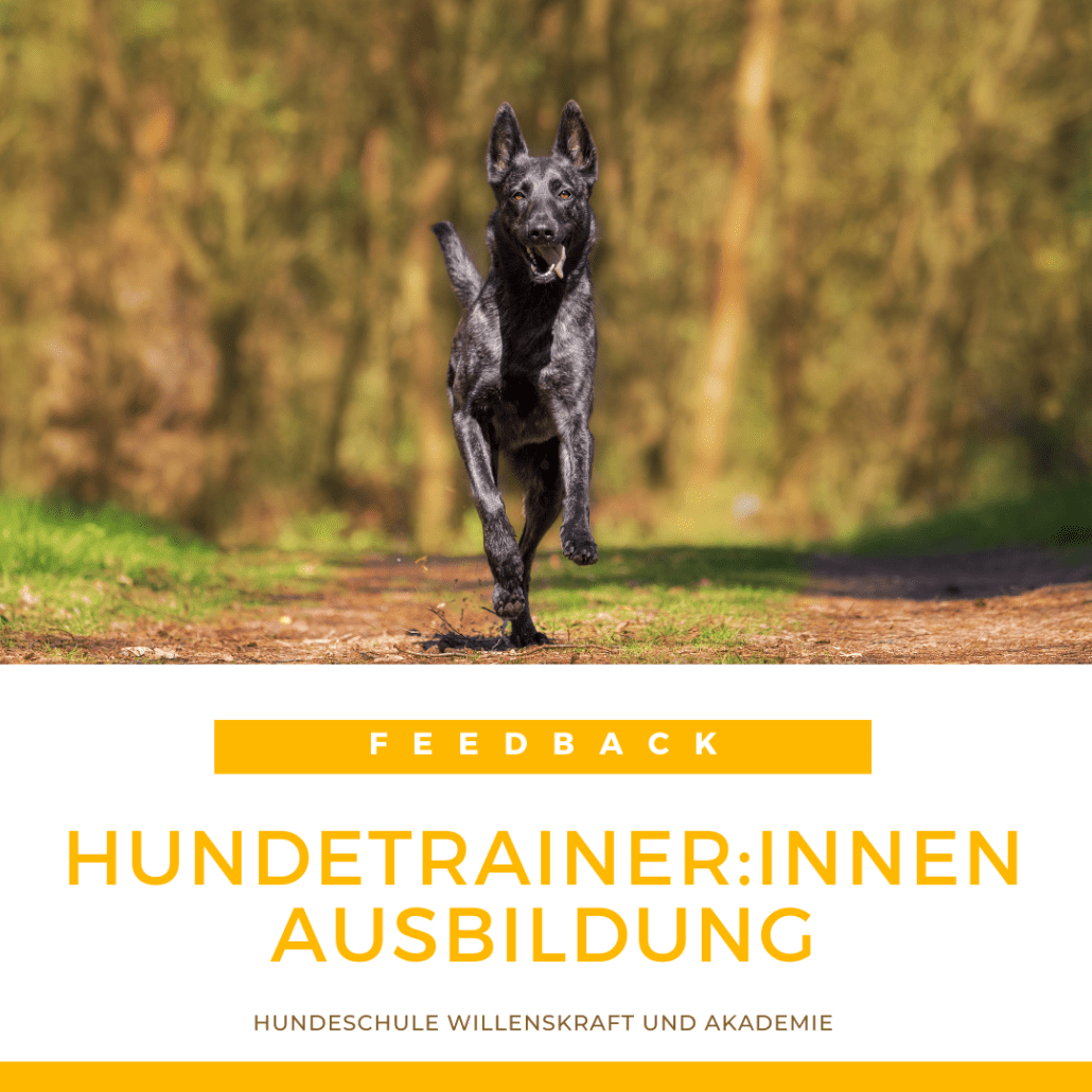 Hundetrainer Ausbildung mit Willenskraft