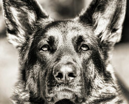 Mythen im Hundetraining