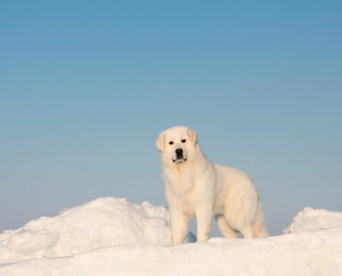 Mythen im Hundetraining