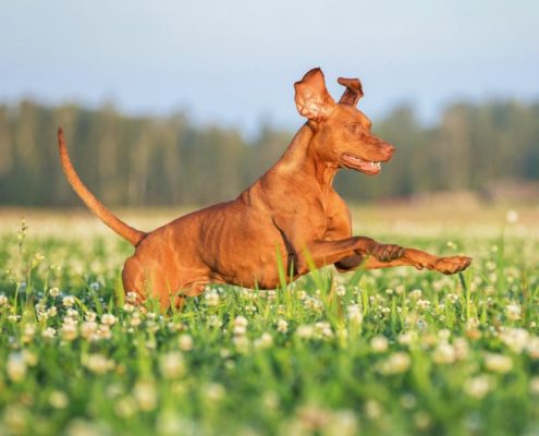 Mythen im Hundetraining
