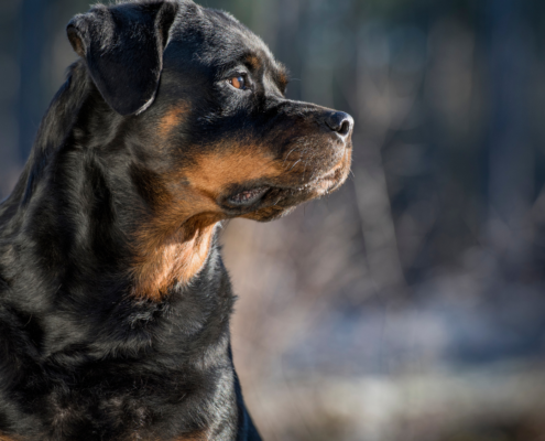 Rottweiler