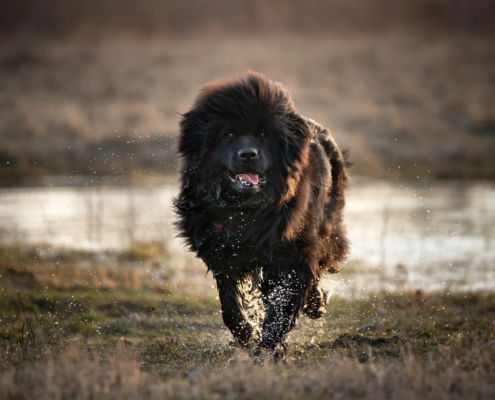 große hunde