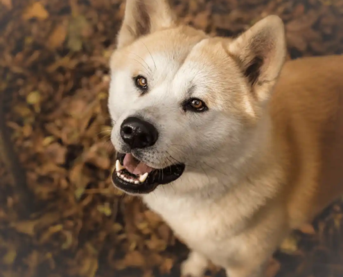 große Hunderassen Akita