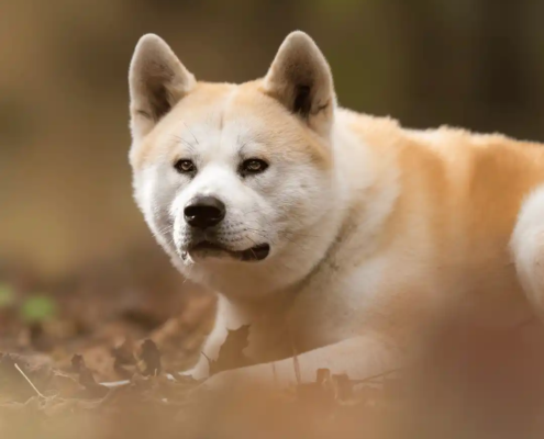 große Hunderassen Akita Inu