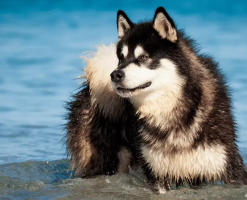 große Hunderassen Malamute