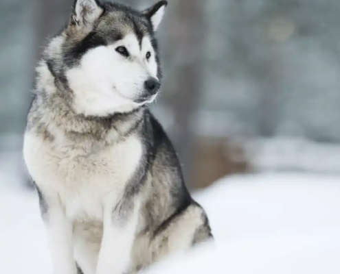 große Hunderassen Malamute