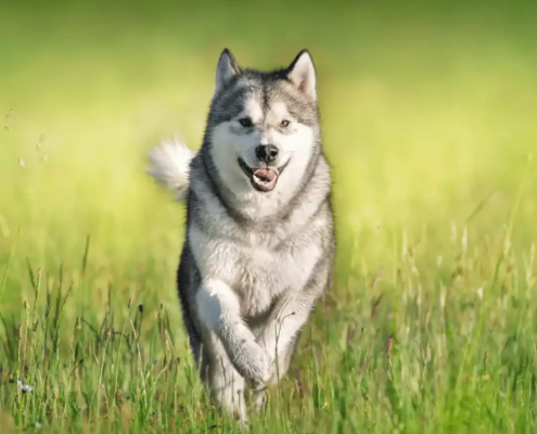 große Hunderassen Malamute