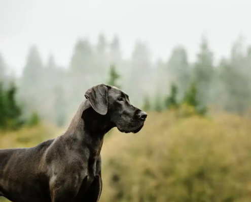 Hunde Giganten