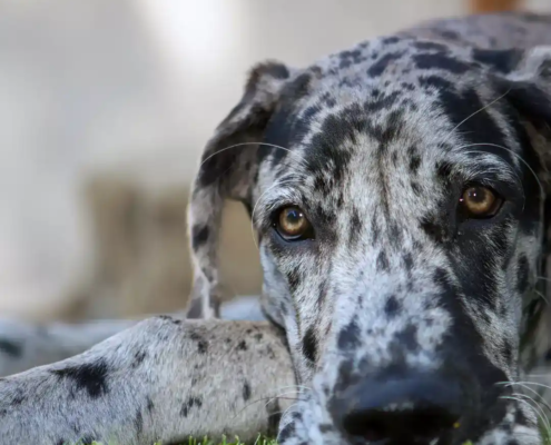 Giganten Hunde