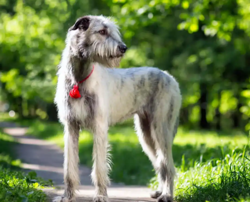 große Hunderassen Wolfshund