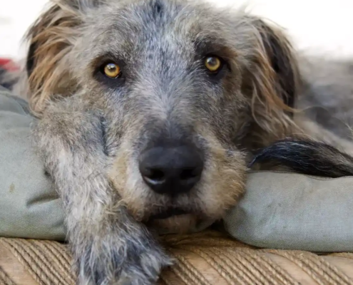 große Hunderassen Irischer Wolfshund