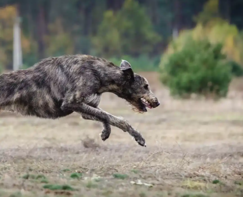 große Hunderassen Wolfshund