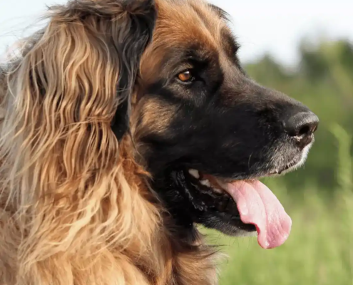 große Hunderassen Leonberger