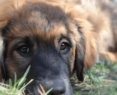 große Hunderassen Leonberger Welpe