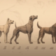 evolution und Verhaltensbiologie Hund