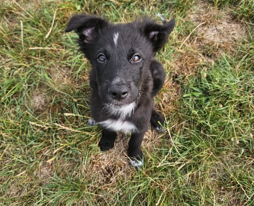 Schäferhündin Venice im Training – Hundeschule Willenskraft