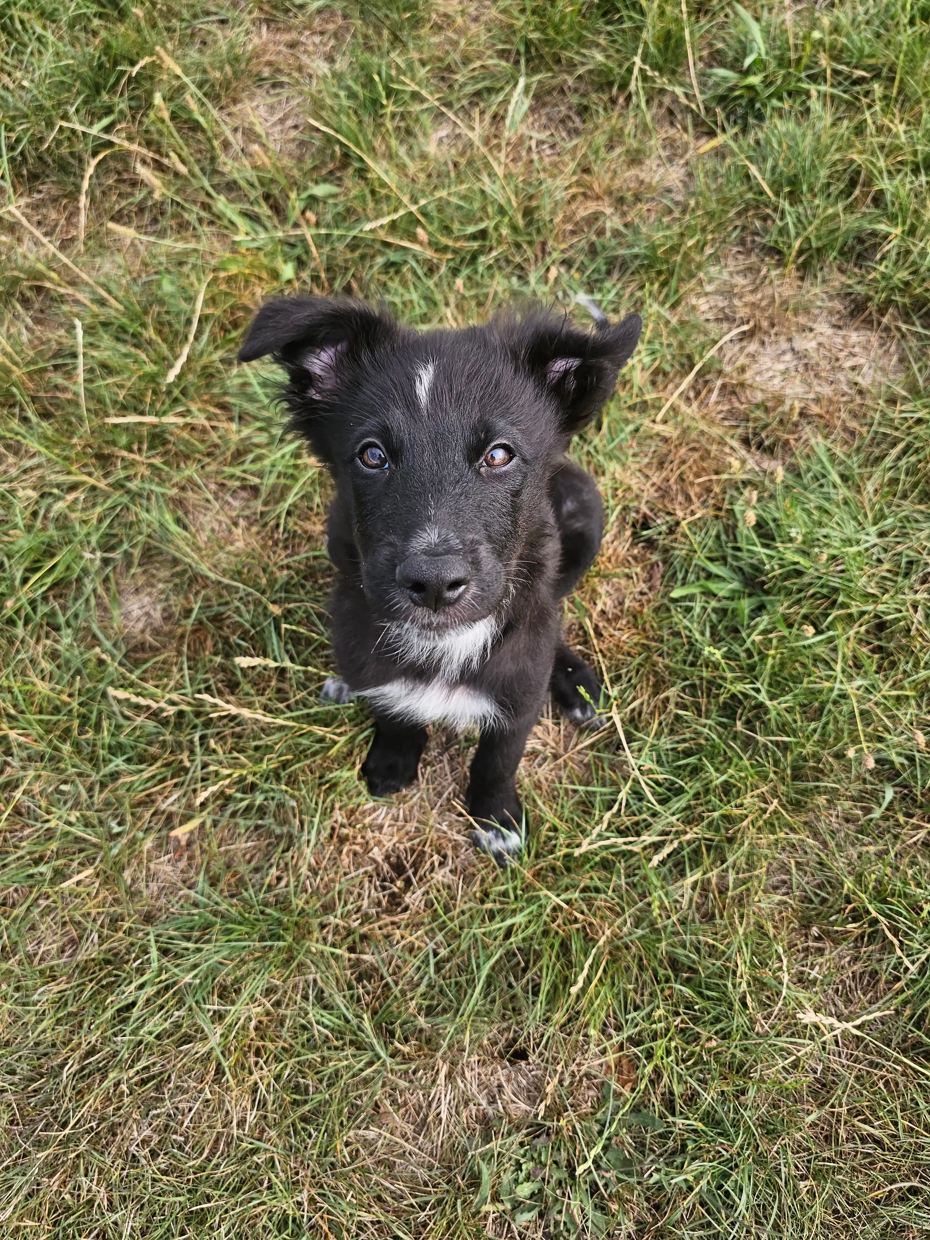 Schäferhündin Venice im Training – Hundeschule Willenskraft