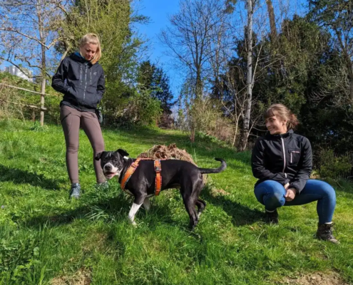Hundetrainerin Wien & Bruck an der Leitha