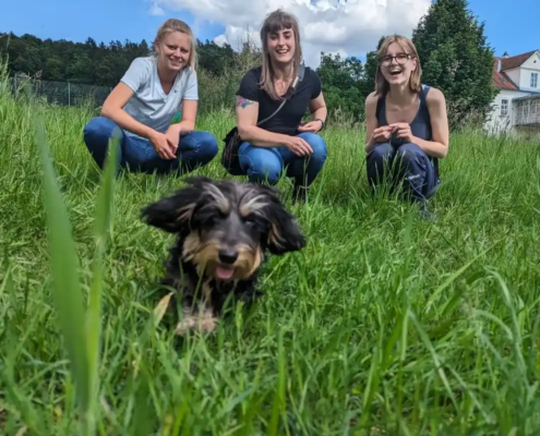 Junger Welpe im Welpentraining der Welpenschule Wien