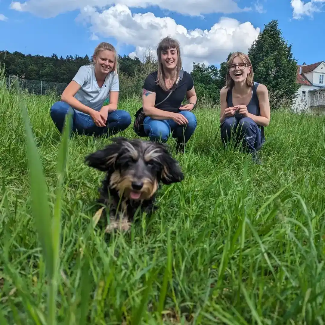 Hundeschule Niederösterreich Welpen