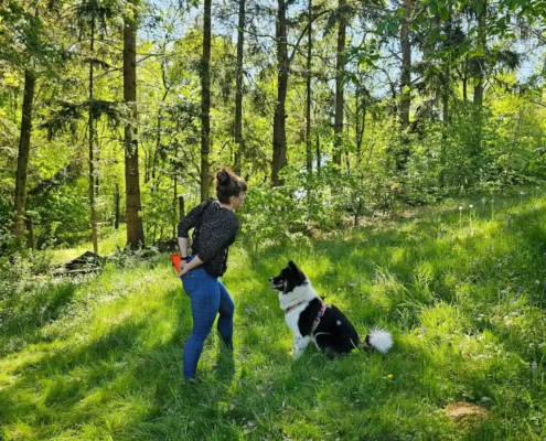 mobile Hundeschule
