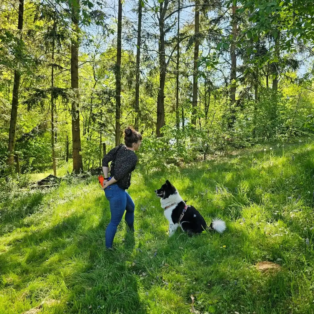 mobile Hundeschule