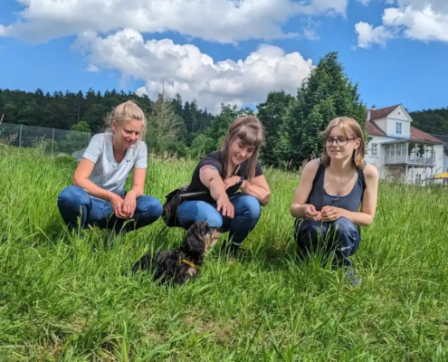 Hundetraining mit Welpen in Wien